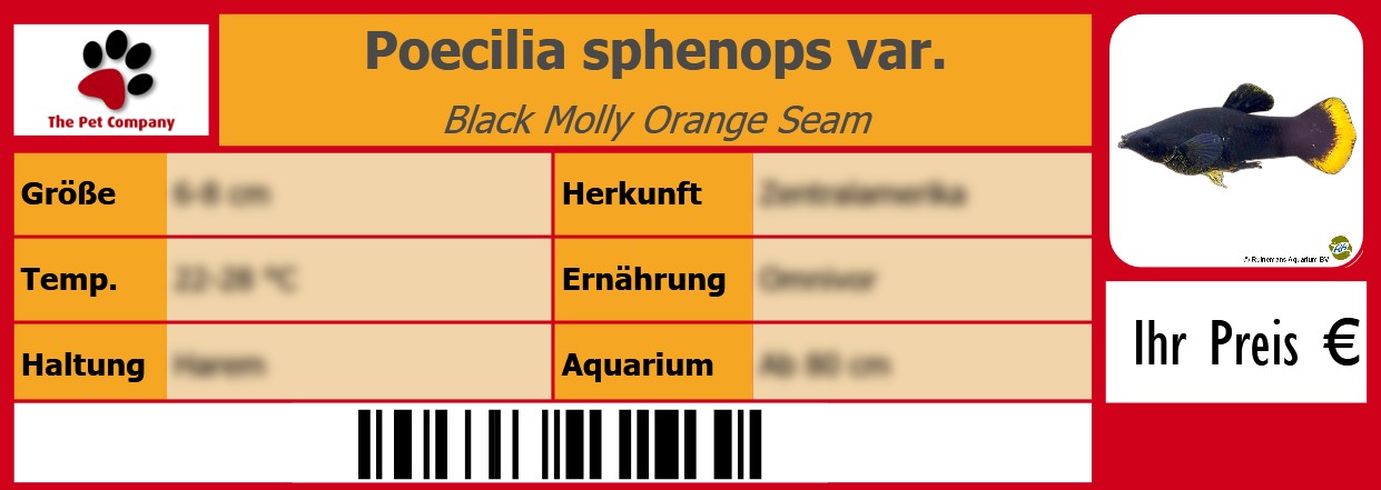 Poecilia sphenops var. Black Molly Orange Seam 105 x 38 mm