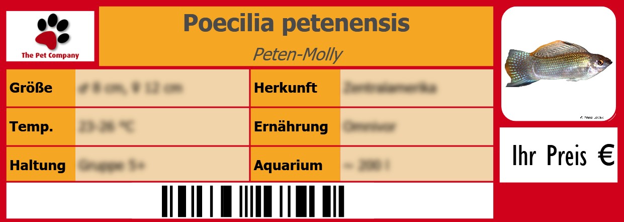 Poecilia petenensis Peten-Molly 105 x 38 mm