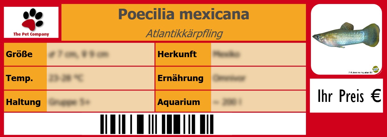 Poecilia mexicana Atlantikkärpfling 105 x 38 mm