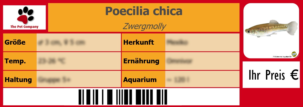 Poecilia chica Zwergmolly 105 x 38 mm