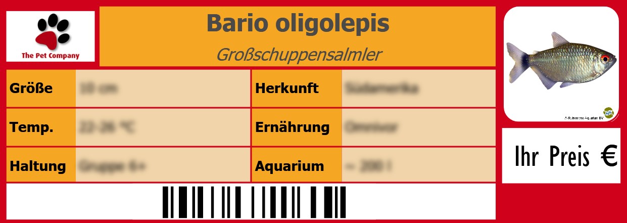 Bario oligolepis Großschuppensalmler 105 x 38 mm