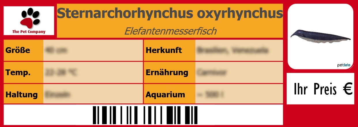 Sternarchorhynchus oxyrhynchus Elefantenmesserfisch 105 x 38 mm
