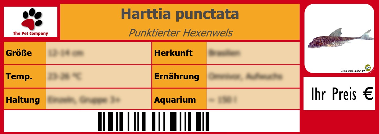 Harttia punctata Punktierter Hexenwels 105 x 38 mm