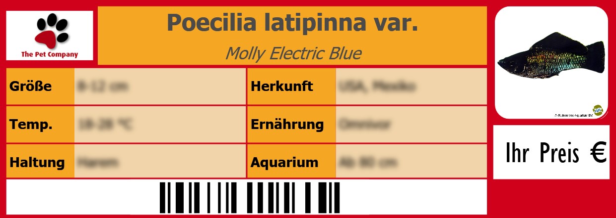 Poecilia latipinna var. Molly Electric Blue 105 x 38 mm