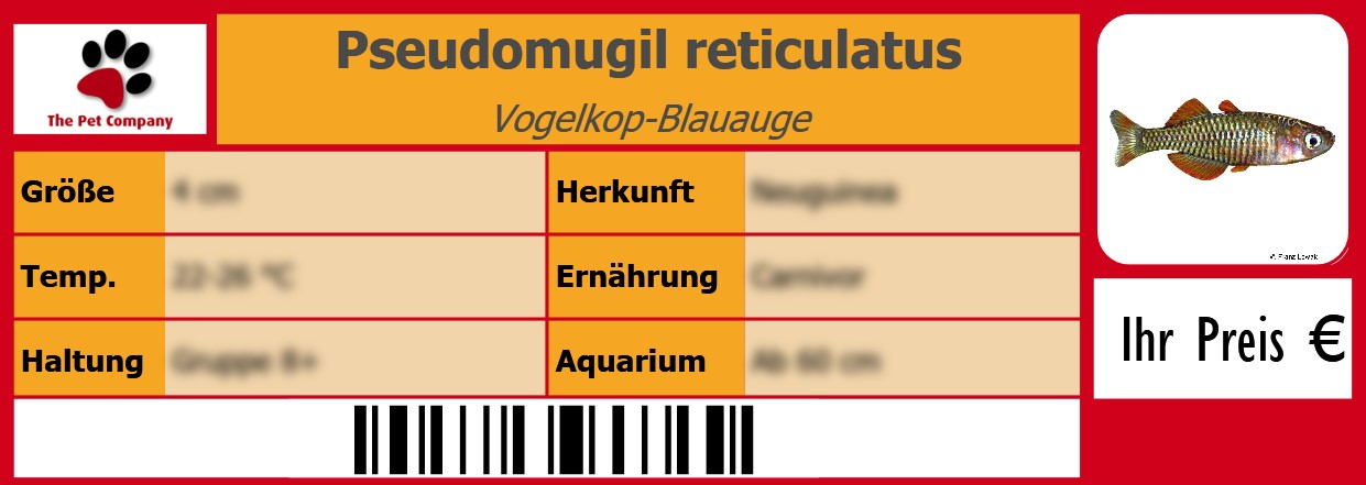 Pseudomugil reticulatus Vogelkop-Blauauge 105 x 38 mm
