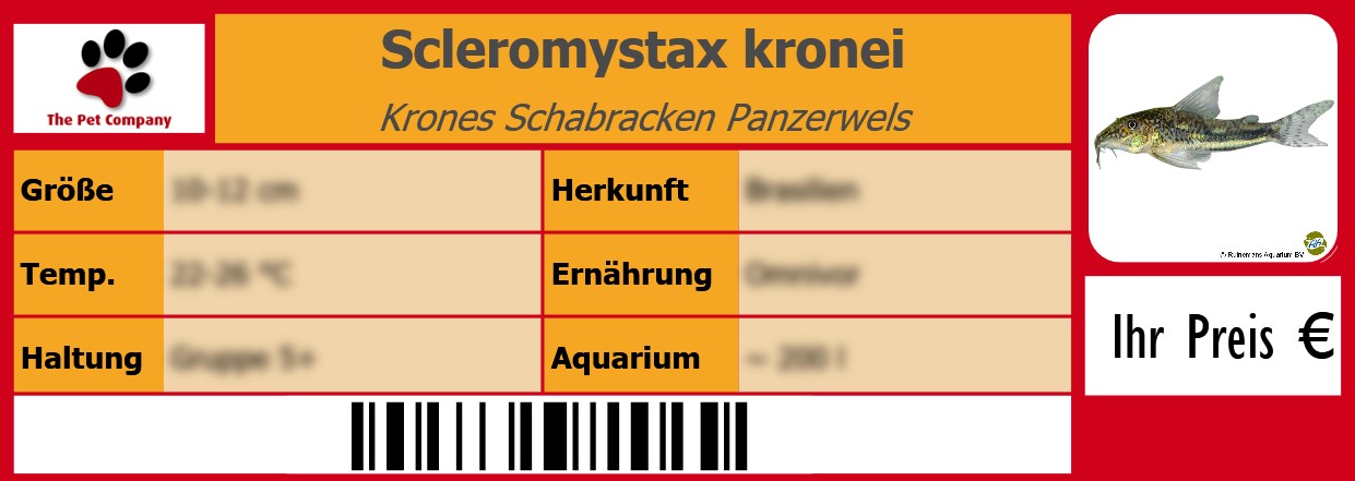 Scleromystax kronei Krones Schabracken Panzerwels 105 x 38 mm