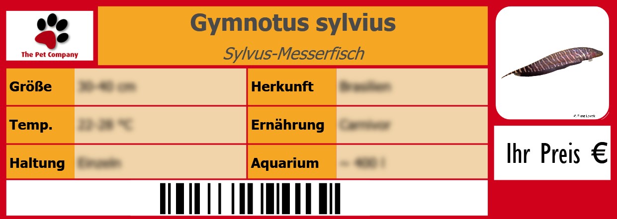 Gymnotus sylvius Sylvus-Messerfisch 105 x 38 mm