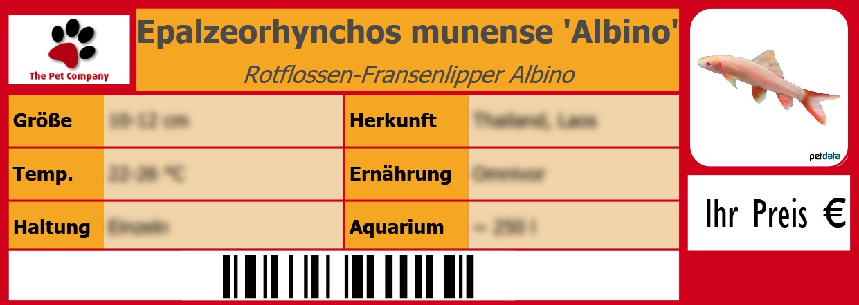 Epalzeorhynchos munense 'Albino' Rotflossen-Fransenlipper Albino 105 x 38 mm