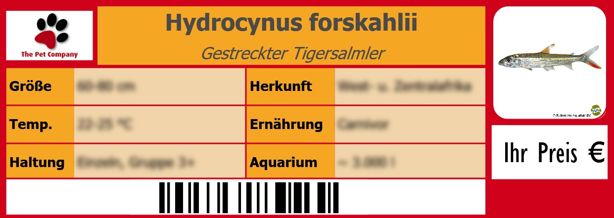 Hydrocynus forskahlii Gestreckter Tigersalmler 105 x 38 mm