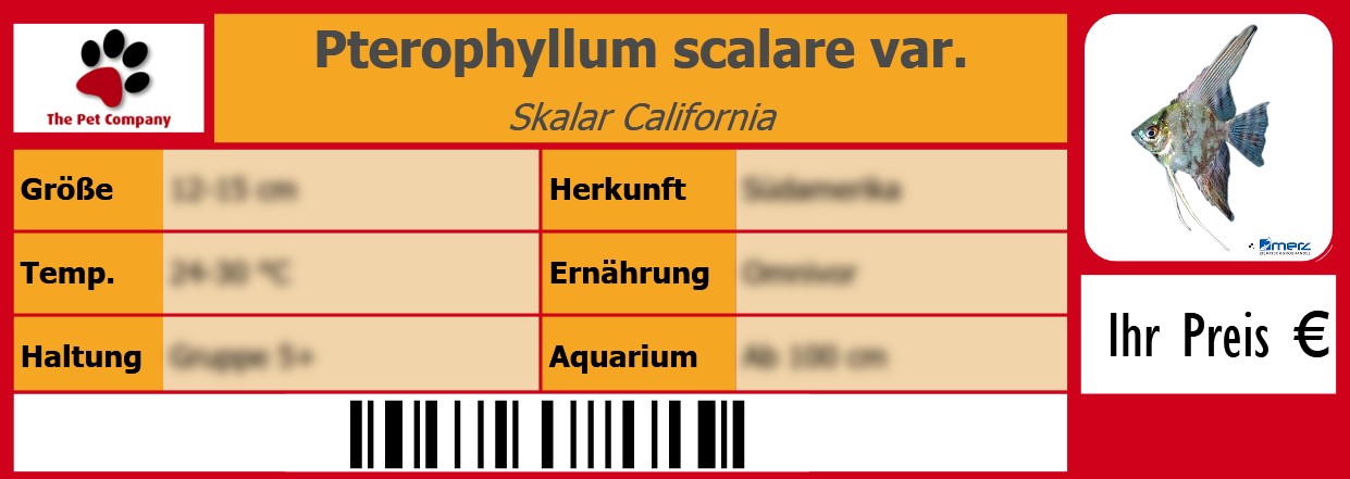 Pterophyllum scalare var. Skalar California 105 x 38 mm