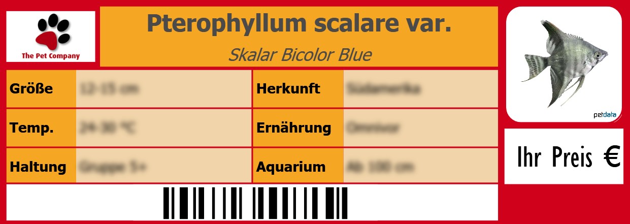 Pterophyllum scalare var. Skalar Bicolor Blue 105 x 38 mm