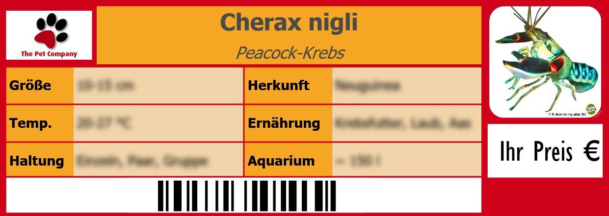 Cherax nigli Peacock-Krebs 105 x 38 mm
