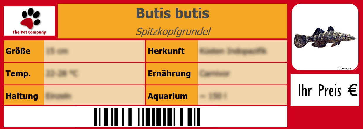 Butis butis Spitzkopfgrundel 105 x 38 mm