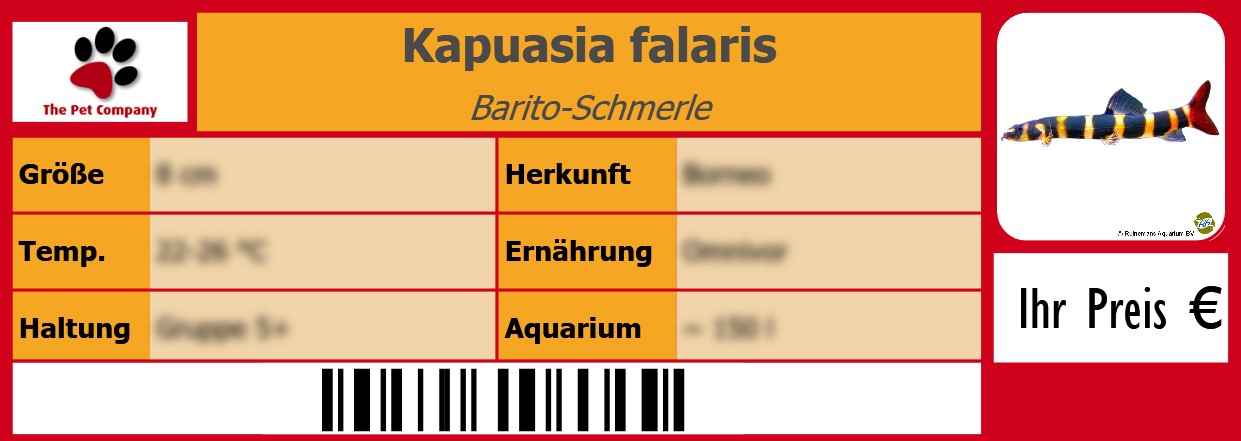 Kapuasia falaris Barito-Schmerle 105 x 38 mm