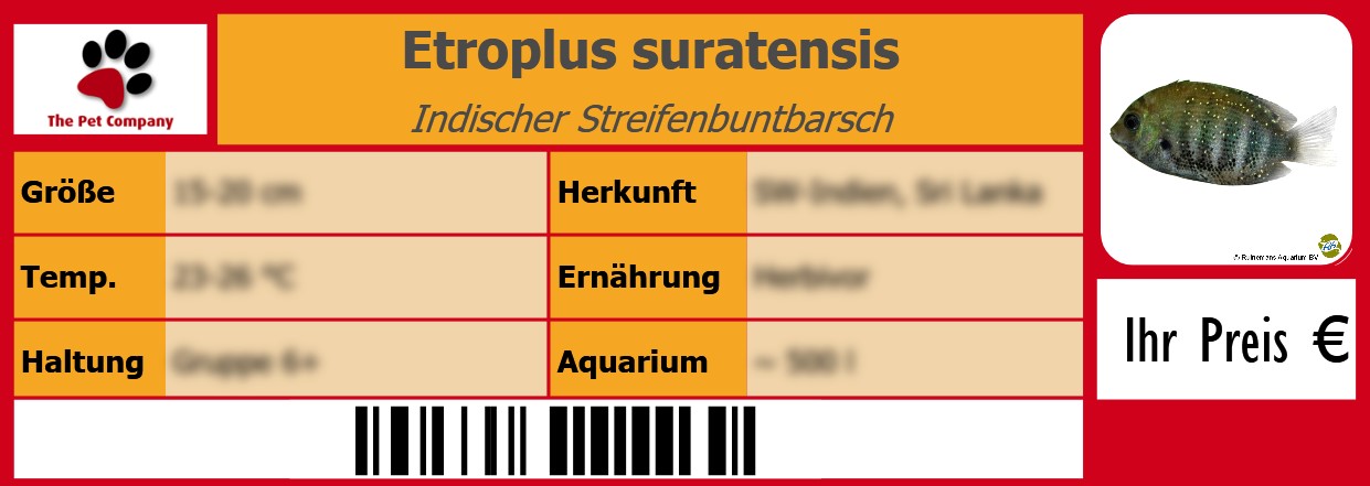 Etroplus suratensis Indischer Streifenbuntbarsch 105 x 38 mm