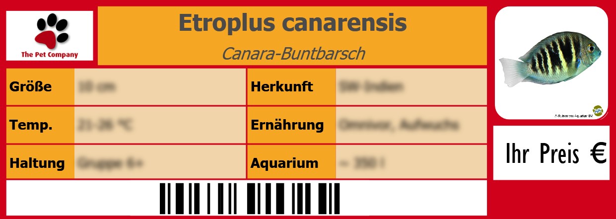 Etroplus canarensis Canara-Buntbarsch 105 x 38 mm