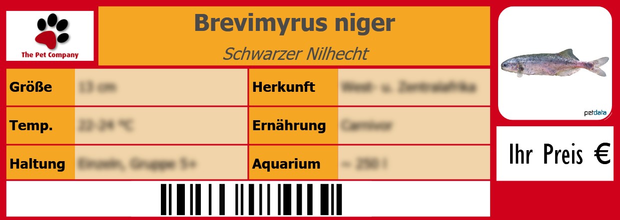 Brevimyrus niger Schwarzer Nilhecht 105 x 38 mm