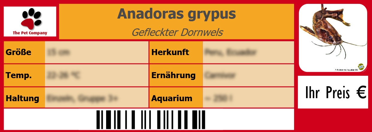 Anadoras grypus Gefleckter Dornwels 105 x 38 mm