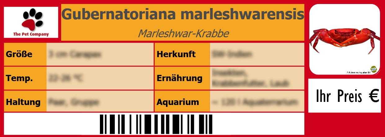 Gubernatoriana marleshwarensis Marleshwar-Krabbe 105 x 38 mm