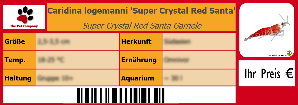 Caridina logemanni 'Super Crystal Red Santa' Super Crystal Red Santa Garnele 105 x 38 mm