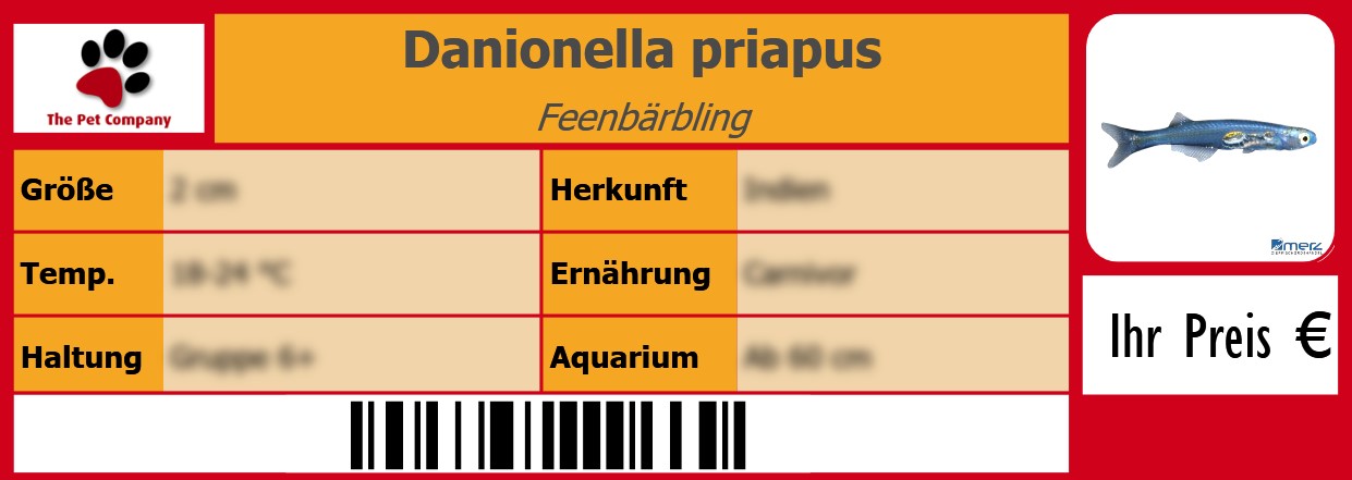 Danionella priapus Feenbärbling 105 x 38 mm