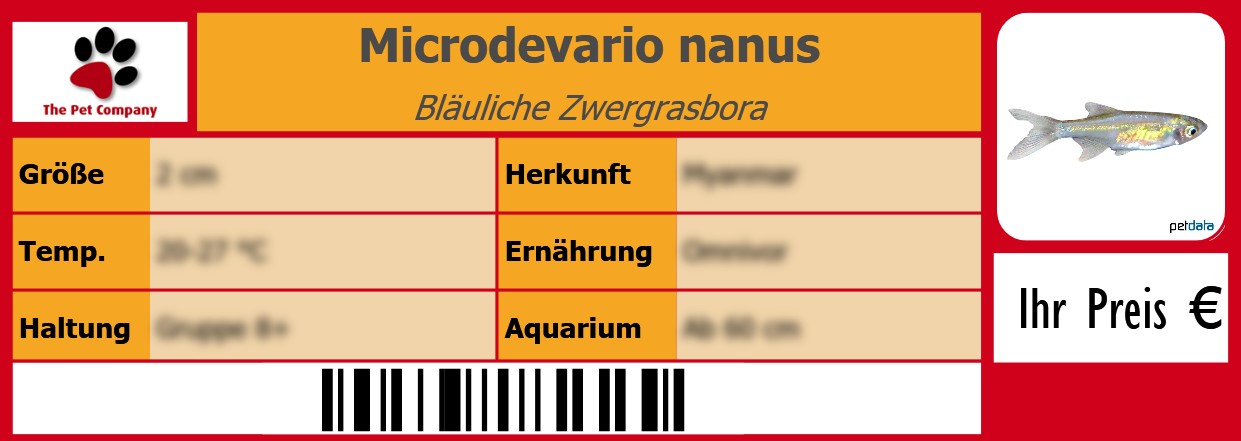 Microdevario nanus Bläuliche Zwergrasbora 105 x 38 mm