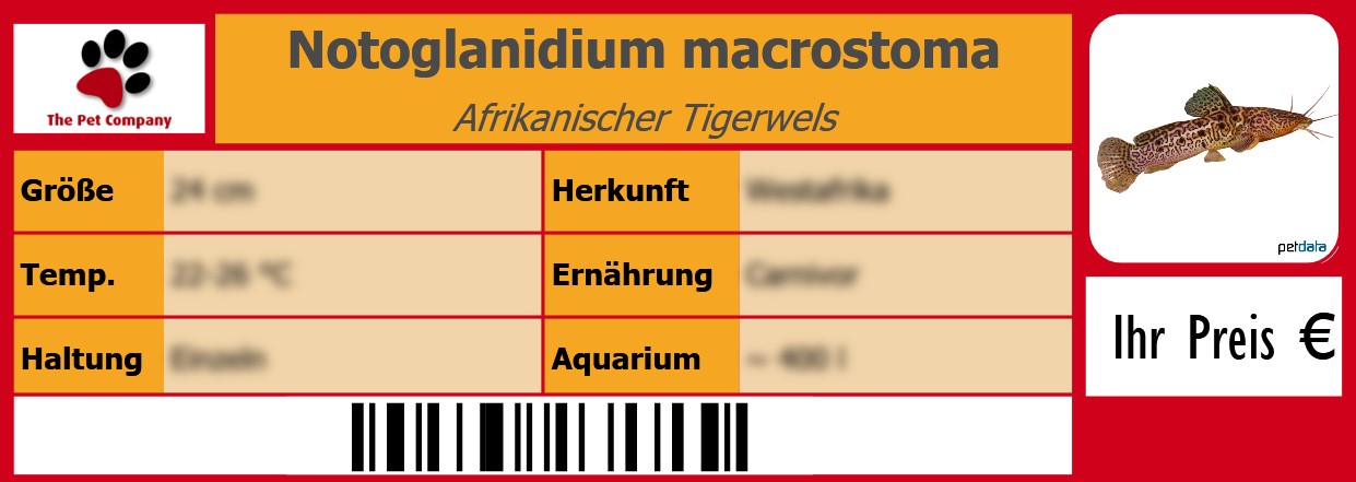 Notoglanidium macrostoma Afrikanischer Tigerwels 105 x 38 mm