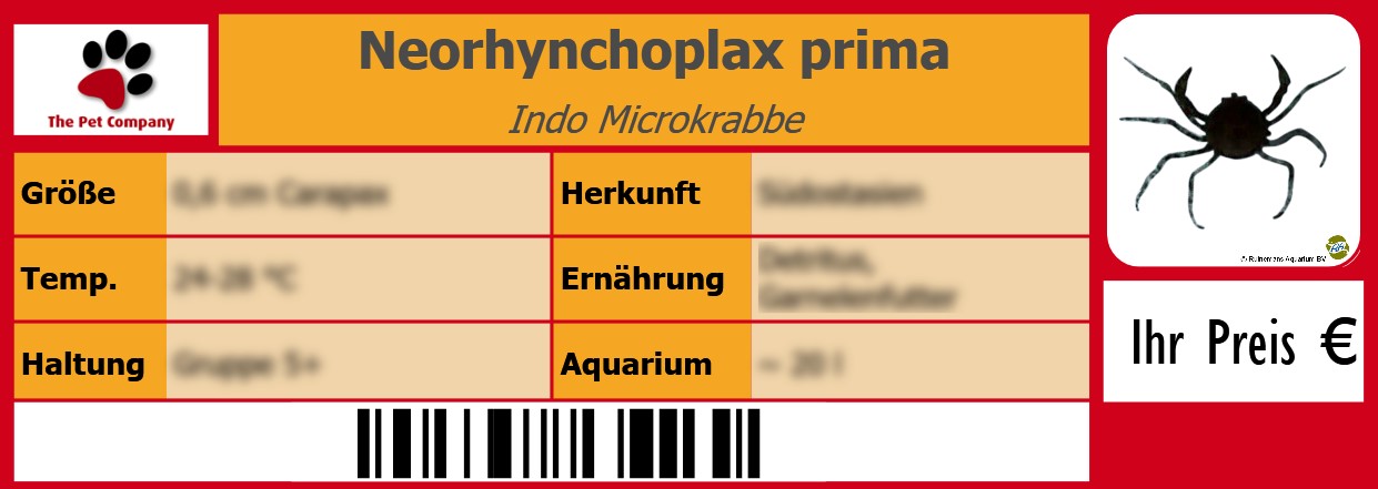 Neorhynchoplax prima Indo Microkrabbe 105 x 38 mm