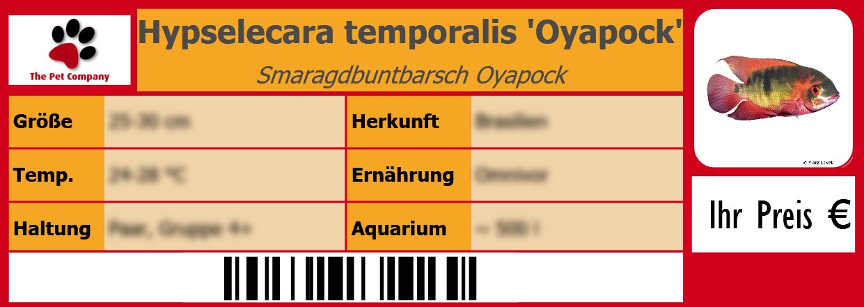 Hypselecara temporalis 'Oyapock' Smaragdbuntbarsch Oyapock 105 x 38 mm