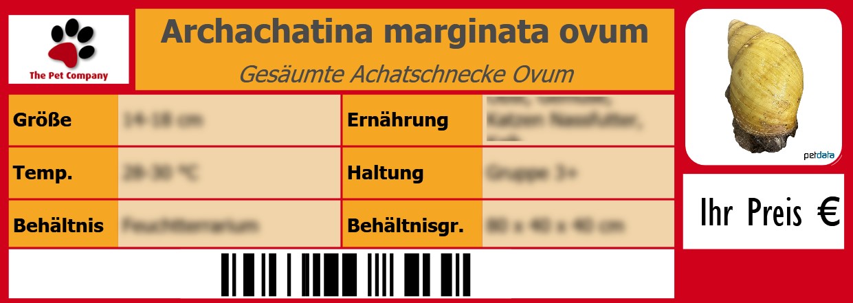 Archachatina marginata ovum Gesäumte Achatschnecke Ovum 105 x 38 mm