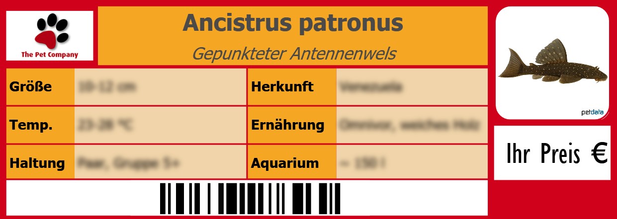 Ancistrus patronus Gepunkteter Antennenwels 105 x 38 mm