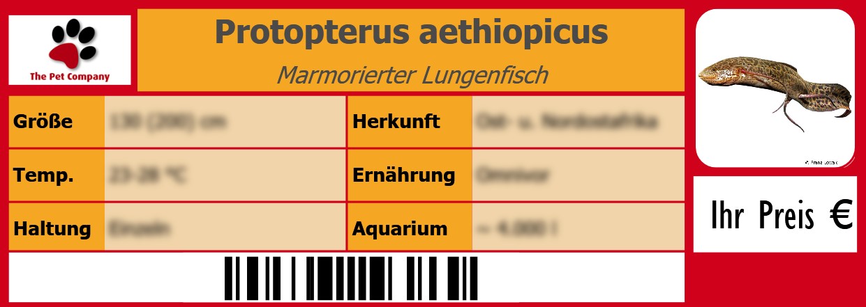 Protopterus aethiopicus Marmorierter Lungenfisch 105 x 38 mm