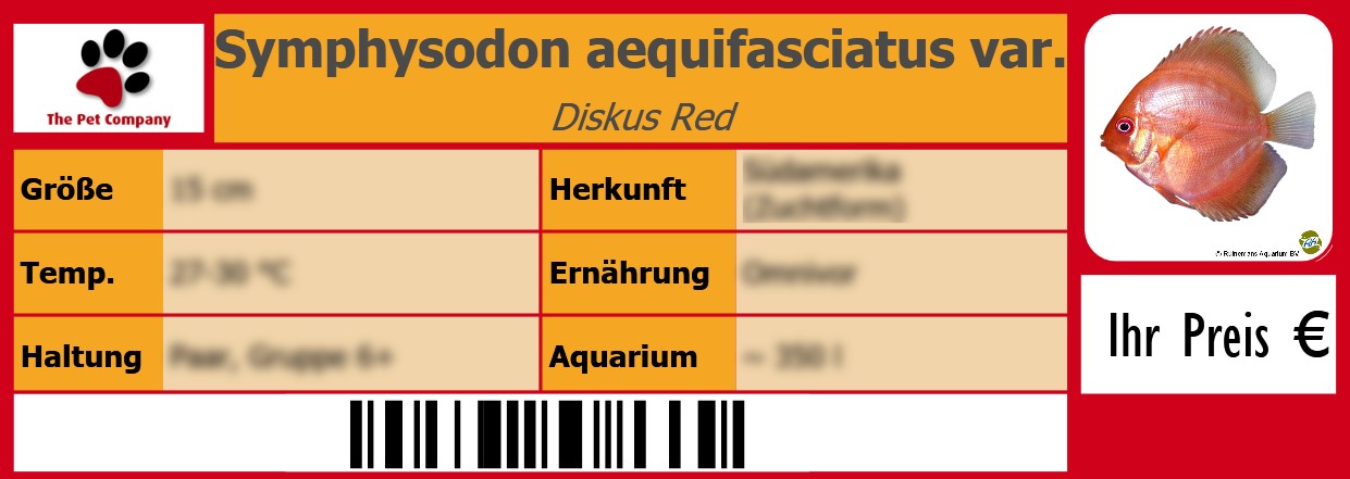 Symphysodon aequifasciatus var. Diskus Red 105 x 38 mm