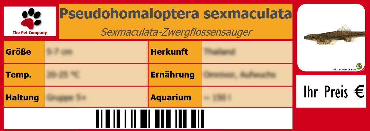 Pseudohomaloptera sexmaculata Sexmaculata-Zwergflossensauger 105 x 38 mm