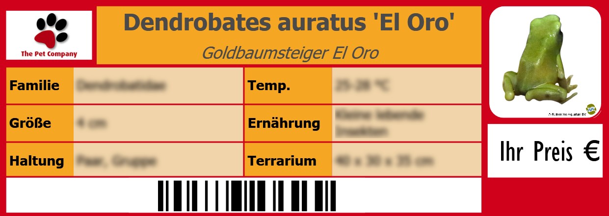 Dendrobates auratus 'El Oro' Goldbaumsteiger El Oro 105 x 38 mm