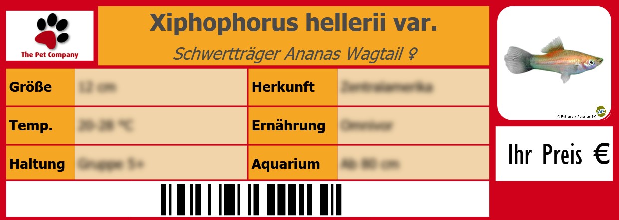 Xiphophorus hellerii var. Schwertträger Ananas Wagtail ♀ 105 x 38 mm