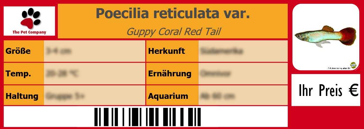 Poecilia reticulata var. Guppy Coral Red Tail 105 x 38 mm