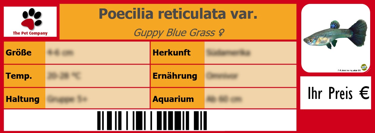 Poecilia reticulata var. Guppy Blue Grass ♀ 105 x 38 mm