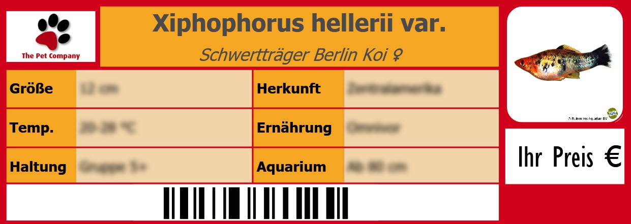 Xiphophorus hellerii var. Schwertträger Berlin Koi ♀ 105 x 38 mm