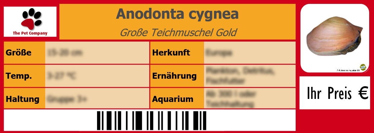 Anodonta cygnea Große Teichmuschel Gold 105 x 38 mm