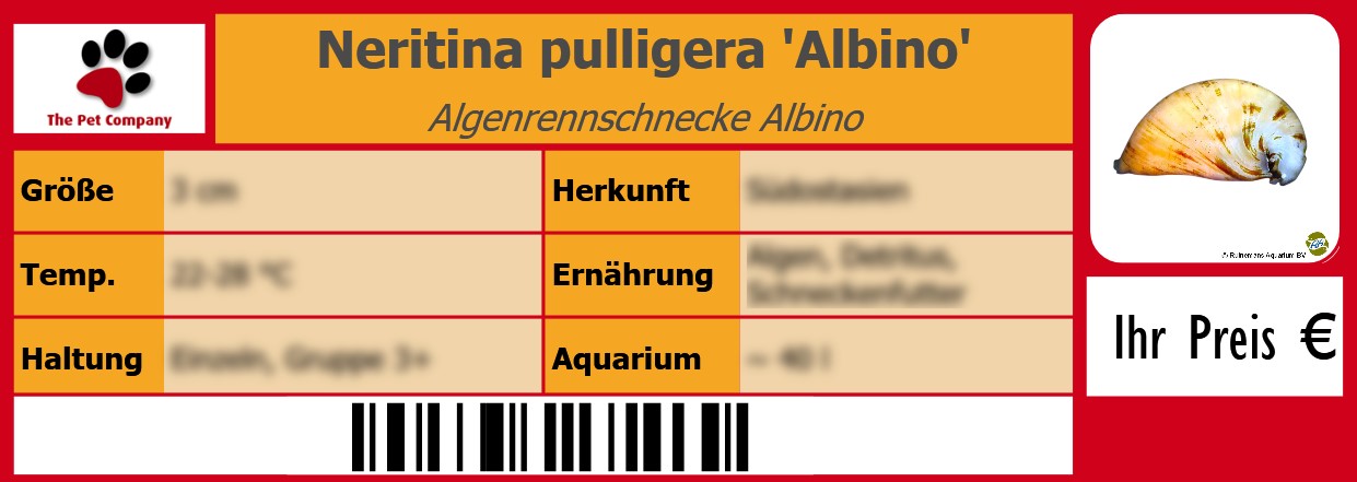 Neritina pulligera 'Albino' Algenrennschnecke Albino 105 x 38 mm