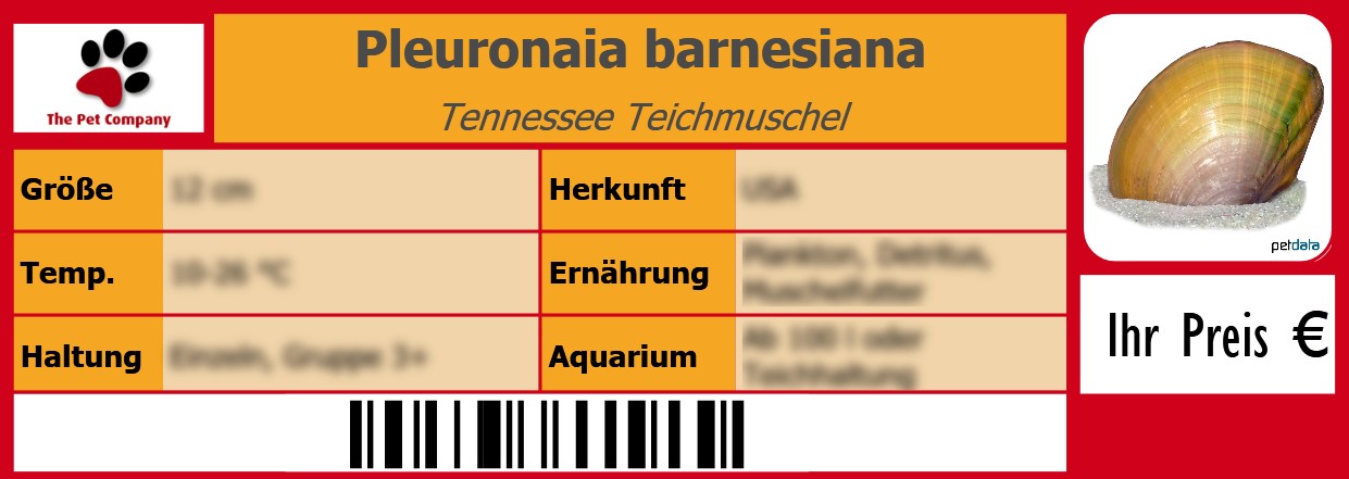 Pleuronaia barnesiana Tennessee Teichmuschel 105 x 38 mm