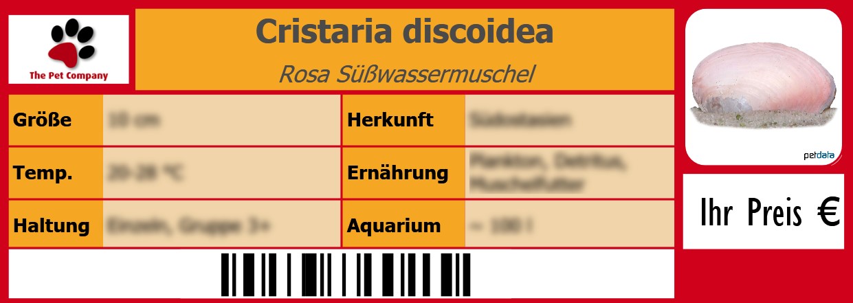 Cristaria discoidea Rosa Süßwassermuschel 105 x 38 mm