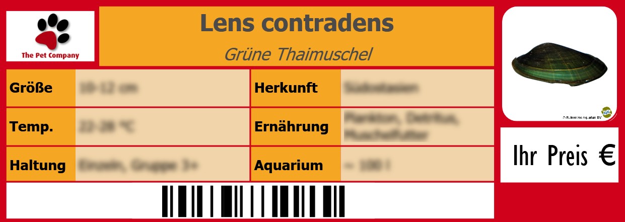 Lens contradens Grüne Thaimuschel 105 x 38 mm