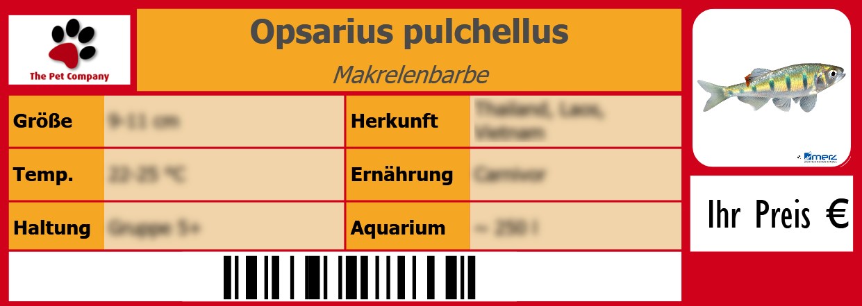 Opsarius pulchellus Makrelenbarbe 105 x 38 mm