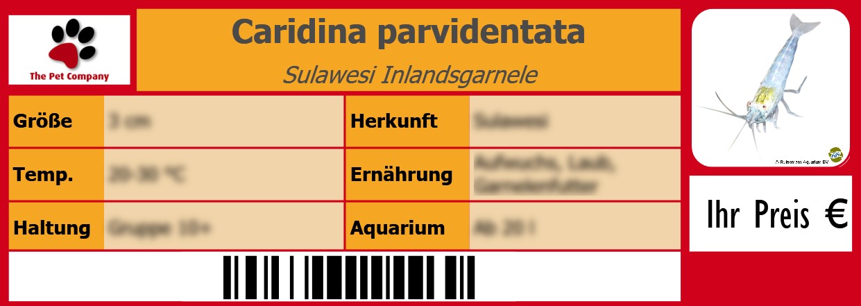Caridina parvidentata Sulawesi Inlandsgarnele 105 x 38 mm