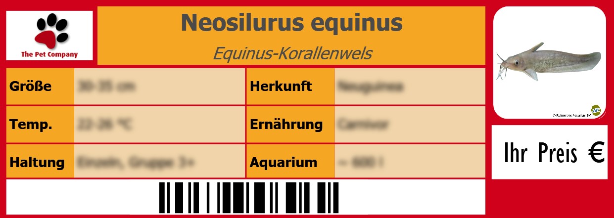 Neosilurus equinus Equinus-Korallenwels 105 x 38 mm