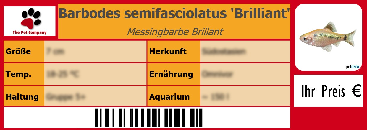 Barbodes semifasciolatus 'Brilliant' Messingbarbe Brillant 105 x 38 mm