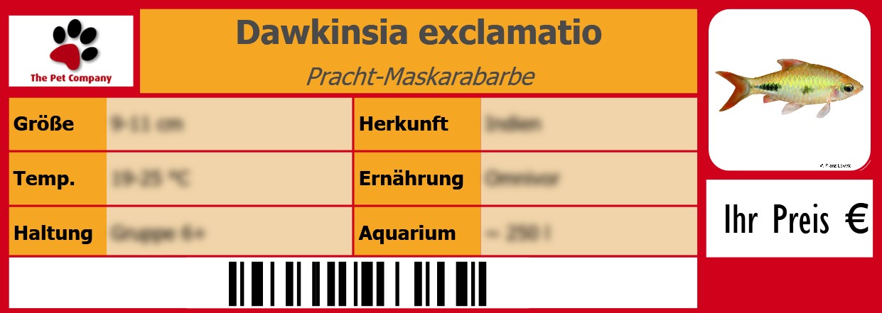 Dawkinsia exclamatio Pracht-Maskarabarbe 105 x 38 mm