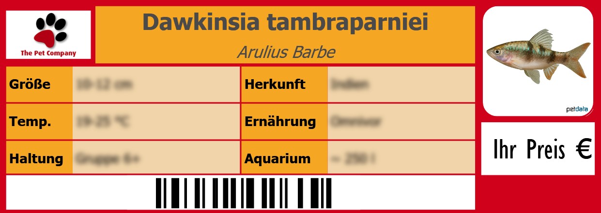 Dawkinsia tambraparniei Arulius Barbe 105 x 38 mm